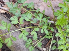 Cardamine impatiens