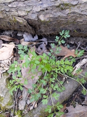 Cardamine impatiens