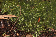 Plagiobryum