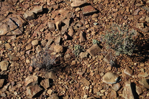 Deilanthe peersii, photograph 6