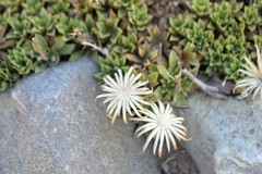 Haplopappus anthylloides