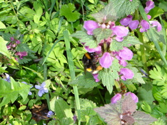 Bombus terrestris