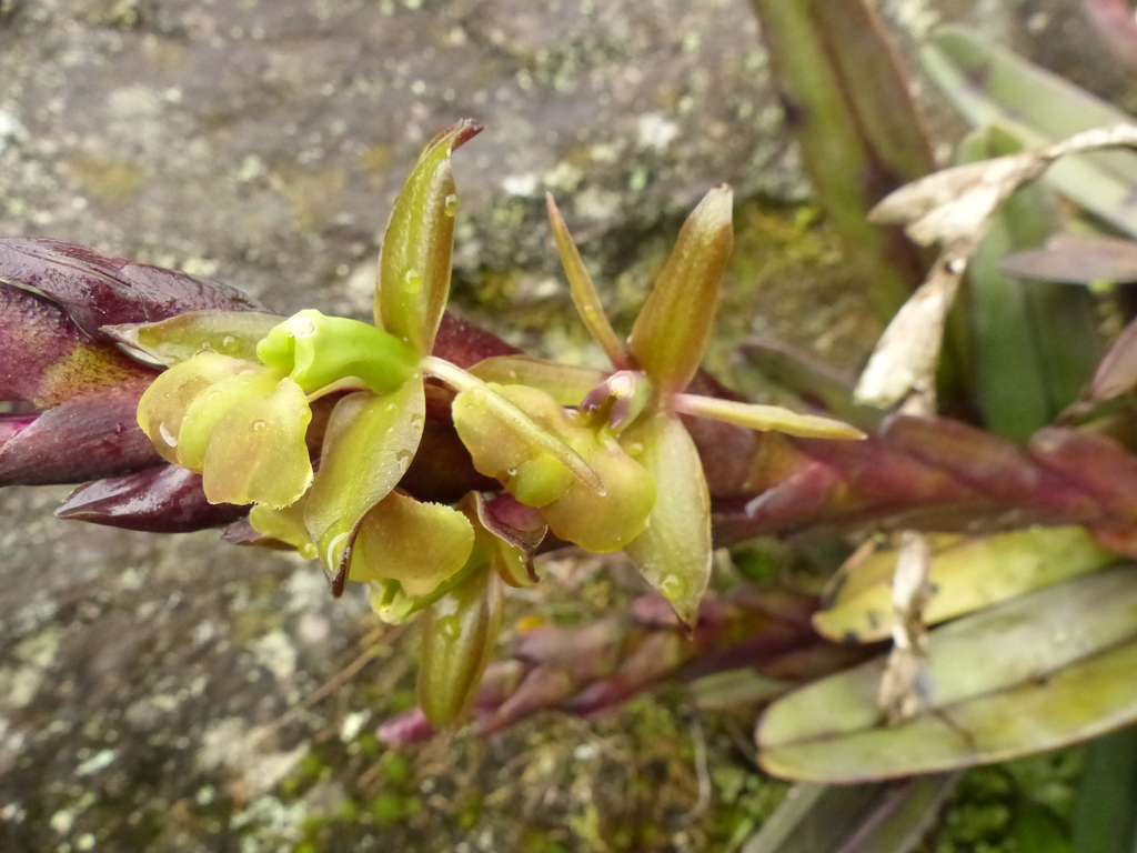 Epidendrum imitans Schltr. 2