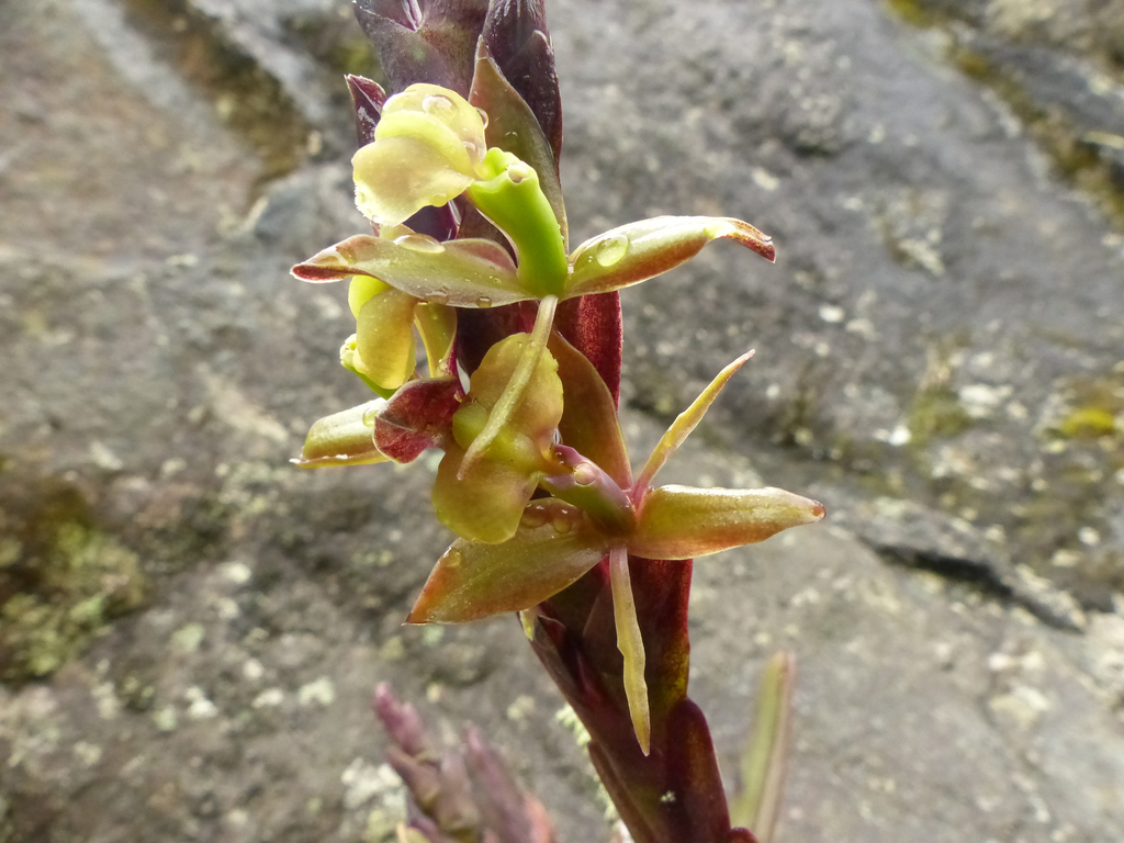 Epidendrum imitans Schltr. 3