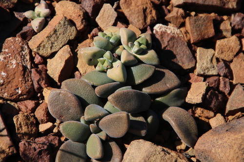 Deilanthe peersii, photograph 5