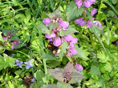 Bombus terrestris