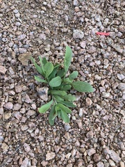 Calibrachoa parviflora