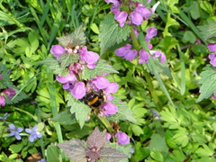 Bombus terrestris