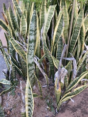 Sansevieria
