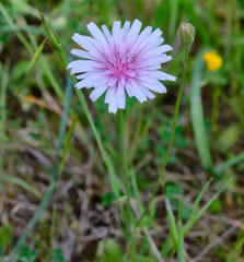 Crepis rubra
