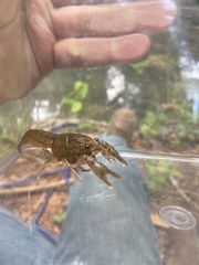 Procambarus kensleyi