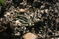 Euphorbia stellata