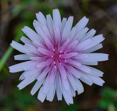 Crepis rubra