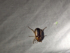 Rhizotrogus aestivus