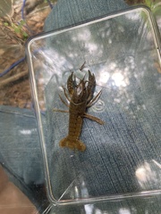 Procambarus kensleyi