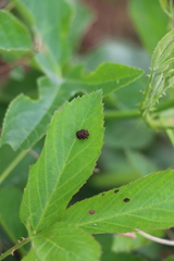 Neochlamisus gibbosus