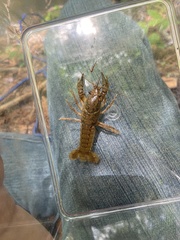 Procambarus kensleyi