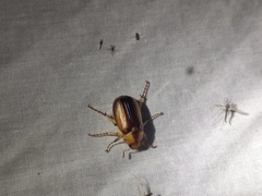 Rhizotrogus aestivus