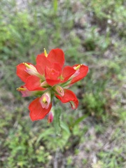 Castilleja coccinea
