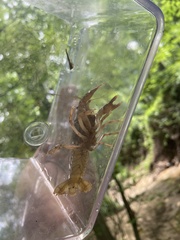 Procambarus kensleyi