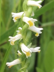 Spiranthes lucida