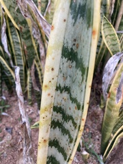 Sansevieria