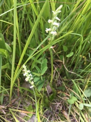 Spiranthes lucida