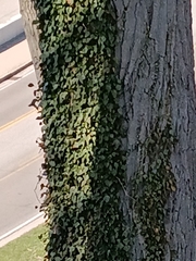 Parthenocissus tricuspidata