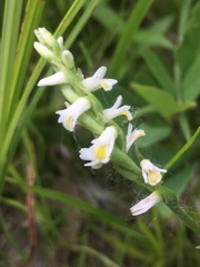 Spiranthes lucida
