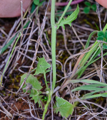 Crepis rubra