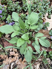 Rudbeckia hirta