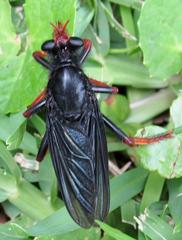 Proagonistes