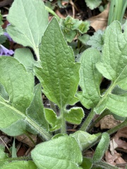 Rudbeckia hirta