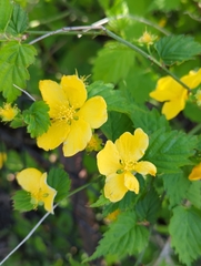 Kerria japonica