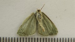 Mesothea incertata