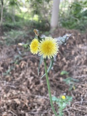 Sonchus oleraceus