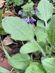 Rudbeckia hirta