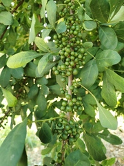 Trichilia havanensis