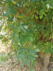 Trichilia havanensis