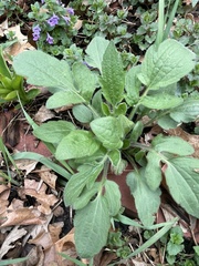 Rudbeckia hirta