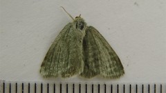 Mesothea incertata