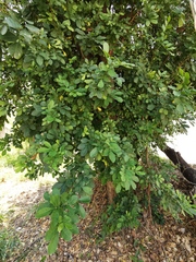 Trichilia havanensis