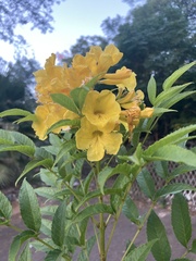 Tecoma stans