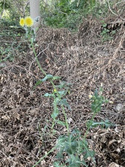 Sonchus oleraceus