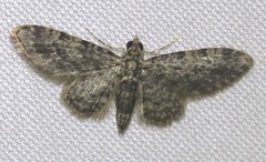 Gymnoscelis acidna