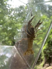 Procambarus kensleyi