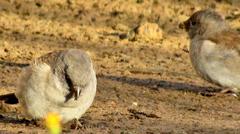 Passer diffusus stygiceps