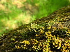 Cryphaea heteromalla