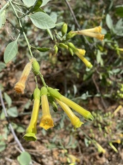 Nicotiana glauca