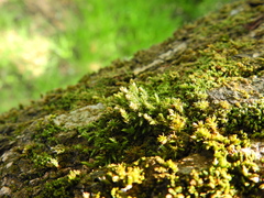 Cryphaea heteromalla